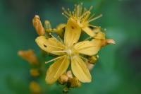 Hypericum hirsutum