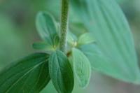 Hypericum hirsutum