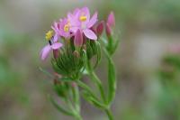 Centaurium erythraea