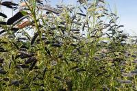 Cytisus scoparius