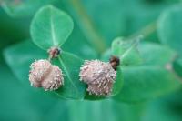Euphorbia dulcis