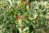 Frangula alnus