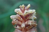 Orobanche hederae