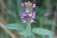 Prunella vulgaris