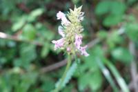 Betonica officinalis