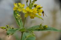Lysimachia vulgaris