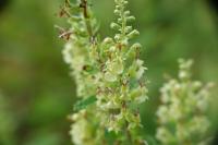 Teucrium scorodonia