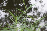 Phalaris arundinacea