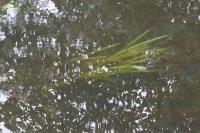 Glyceria fluitans