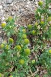 Matricaria discoidea