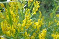 Genista tinctoria