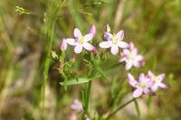 Centaurium erythraea
