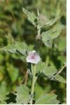 Althaea officinalis