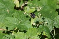 Rubus caesius