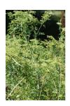 Conium maculatum