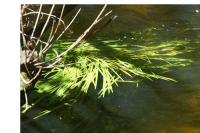 Glyceria fluitans