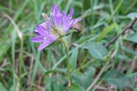 Campanula trachelium