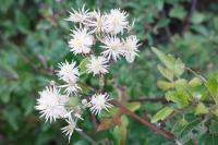 Clematis vitalba