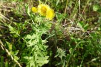 Pulicaria dysenterica