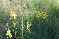 Verbascum blattaria