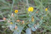 Blackstonia perfoliata