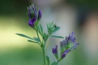 Medicago sativa