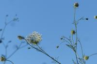 Daucus carota