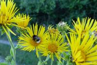 Inula helenium