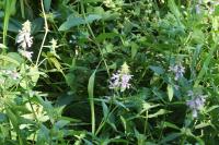 Stachys palustris