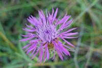 Centaurea