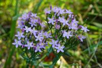 Centaurium erythraea
