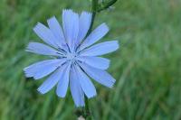 Cichorium intybus