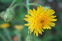 Sonchus arvensis