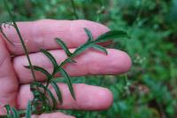 Serratula tinctoria