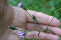 Serratula tinctoria