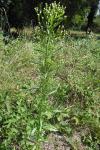 Erigeron canadensis