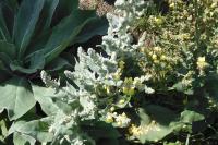 Verbascum pulverulentum