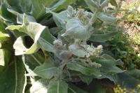 Verbascum pulverulentum