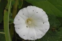 Convolvulus sepium