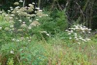 Angelica sylvestris