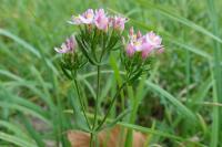 Centaurium erythraea