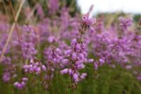 Erica cinerea