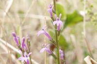 Lobelia urens
