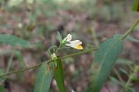 Melampyrum pratense