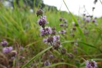 Mentha pulegium