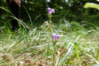 Campanula glomerata