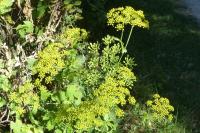 Pastinaca sativa