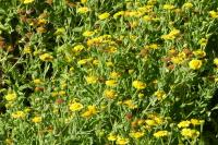 Pulicaria dysenterica