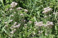Eupatorium cannabinum