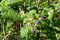 Rubus caesius